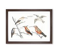 Big Box Art Five Hummingbirds by Johan Teyler Framed Wall Art Picture Print Ready to Hang, Walnut A2 (62 x 45 cm)