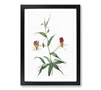 Big Box Art Flame Lily Flowers by Pierre-Joseph Redoute Framed Wall Art Picture Print Ready to Hang, Black A2 (62 x 45 cm)