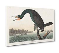 Big Box Art Florida Cormorant Bird by John James Audubon Canvas Wall Art Framed Picture Print, 30 x 20 Inch (76 x 50 cm), White, Grey, Black, Green