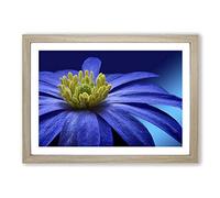 Big Box Art Flower Blue Framed Wall Art Picture Print Ready to Hang, Oak A2 (62 x 45 cm)