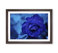 Big Box Art Flower Blue Rose (2) Framed Wall Art Picture Print Ready to Hang, Walnut A2 (62 x 45 cm)