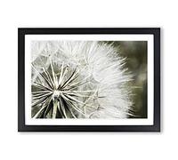 Big Box Art Flower Dandelion Seeds (4) Framed Wall Art Picture Print Ready to Hang, Oak A2 (62 x 45 cm)