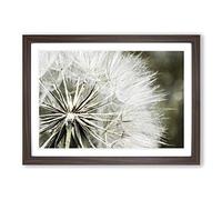 Big Box Art Flower Dandelion Seeds (4) Framed Wall Art Picture Print Ready to Hang, Walnut A2 (62 x 45 cm)