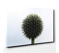 Big Box Art Flower Globe Thistle (3) Canvas Wall Art Print Ready to Hang Picture, 30 x 20 Inch (76 x 50 cm), Multi-Coloured