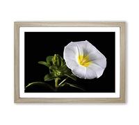 Big Box Art Flower Morning Glory White Framed Wall Art Picture Print Ready to Hang, Oak A2 (62 x 45 cm)