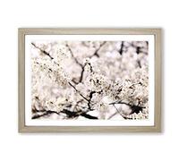 Big Box Art Flower Pink Cherry Blossom Sakura Tree Framed Wall Art Picture Print Ready to Hang, Oak A2 (62 x 45 cm)