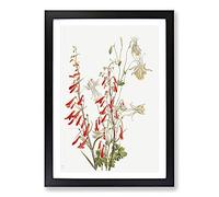 Big Box Art Flower Study Vol.2 by Mary Vaux Walcott Framed Wall Art Picture Print Ready to Hang, Black A2 (62 x 45 cm)