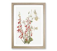 Big Box Art Flower Study Vol.2 by Mary Vaux Walcott Framed Wall Art Picture Print Ready to Hang, Oak A2 (62 x 45 cm)