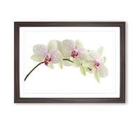 Big Box Art Flower White Orchid (2) Framed Wall Art Picture Print Ready to Hang, Walnut A2 (62 x 45 cm)
