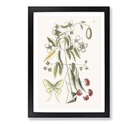 Big Box Art Four-eye'd Night Butterfly by Mark Catesby Framed Wall Art Picture Print Ready to Hang, Black A2 (62 x 45 cm)