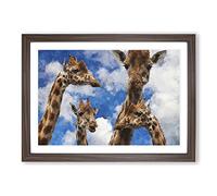 Big Box Art Four Giraffes Painting Framed Wall Art Picture Print Ready to Hang, Walnut A2 (62 x 45 cm)