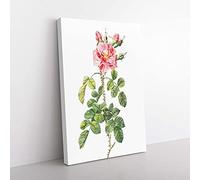 Big Box Art Four-Seasons Roses in Pink by Pierre-Joseph Redoute Canvas Wall Art Print Ready to Hang Picture, 76 x 50 cm (30 x 20 Inch), White, Green, Purple, Green