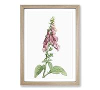 Big Box Art Foxglove Flowers in Pink by Pierre-Joseph Redoute Framed Wall Art Picture Print Ready to Hang, Oak A2 (62 x 45 cm)