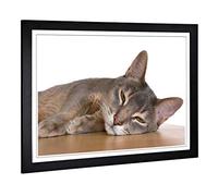 Big Box Art Framed Print of Abyssinian Cat Design | Wall Art Picture | Home Decor for Kitchen, Living, Dining Room, Lounge, Bedroom, Hallway, Office, Black, A2 / 24.5x18 Inch / 62x45cm
