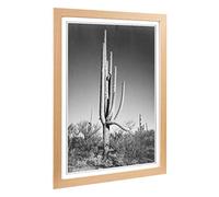 Big Box Art Framed Print of Ansel Adams Cactus in Arizona Design | Wall Art Picture | Home Decor for Kitchen, Living, Dining Room, Bedroom, Hallway, Office, Oak, A2 / 24.5x18 Inch / 62x45cm