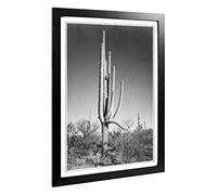 Big Box Art Framed Print of Ansel Adams Cactus in Arizona Design | Wall Art Picture | Home Decor for Kitchen, Living, Dining Room, Bedroom, Hallway, Office, Black, A2 / 24.5x18 Inch / 62x45cm
