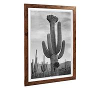 Big Box Art Framed Print of Ansel Adams Cactus in Saguaro 2 in Arizona Design | Wall Art Picture | Home Decor for Kitchen, Living Room, Bedroom, Hallway, Walnut, A2 / 24.5x18 Inch / 62x45cm