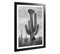 Big Box Art Framed Print of Ansel Adams Cactus in Saguaro 2 in Arizona Design | Wall Art Picture | Home Decor for Kitchen, Living Room, Bedroom, Hallway, Black, A2 / 24.5x18 Inch / 62x45cm