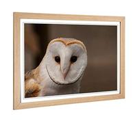 Big Box Art Framed Print of Barn Owl 2 Design | Wall Art Picture | Home Decor for Kitchen, Living, Dining Room, Lounge, Bedroom, Hallway, Office, Oak, A2 / 24.5x18 Inch / 62x45cm