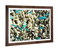 Big Box Art Framed Print of Barrier Reef Fish Coral Design | Wall Art Picture | Home Decor for Kitchen, Living, Dining Room, Bedroom, Hallway, Office, Walnut, A2 / 24.5x18 Inch / 62x45cm