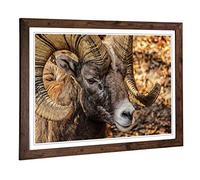 Big Box Art Framed Print of Bighorn Ram Sheep Design | Wall Art Picture | Home Decor for Kitchen, Living, Dining Room, Lounge, Bedroom, Hallway, Office, Walnut, A2 / 24.5x18 Inch / 62x45cm