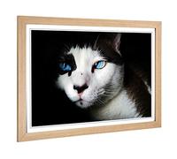 Big Box Art Framed Print of Blue Eyed Cat Design | Wall Art Picture | Home Decor for Kitchen, Living, Dining Room, Lounge, Bedroom, Hallway, Office, Oak, A2 / 24.5x18 Inch / 62x45cm
