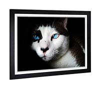 Big Box Art Framed Print of Blue Eyed Cat Design | Wall Art Picture | Home Decor for Kitchen, Living, Dining Room, Lounge, Bedroom, Hallway, Office, Black, A2 / 24.5x18 Inch / 62x45cm