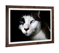 Big Box Art Framed Print of Blue Eyed Cat Design | Wall Art Picture | Home Decor for Kitchen, Living, Dining Room, Lounge, Bedroom, Hallway, Office, Walnut, A2 / 24.5x18 Inch / 62x45cm