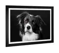 Big Box Art Framed Print of Border Collie Dog 2 Design | Wall Art Picture | Home Decor for Kitchen, Living, Dining Room, Lounge, Bedroom, Hallway, Office, Black, A2 / 24.5x18 Inch / 62x45cm