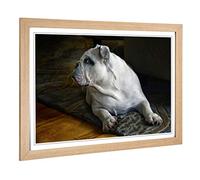 Big Box Art Framed Print of British English Bulldog Dog Design | Wall Art Picture | Home Decor for Kitchen, Living, Dining Room, Bedroom, Hallway, Office, Oak, A2 / 24.5x18 Inch / 62x45cm