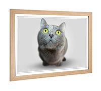 Big Box Art Framed Print of British Shorthair Cat 3 Design | Wall Art Picture | Home Decor for Kitchen, Living, Dining Room, Bedroom, Hallway, Office, Oak, A2 / 24.5x18 Inch / 62x45cm