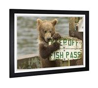 Big Box Art Framed Print of Brown Bear Cub Design | Wall Art Picture | Home Decor for Kitchen, Living, Dining Room, Lounge, Bedroom, Hallway, Office, Black, A2 / 24.5x18 Inch / 62x45cm