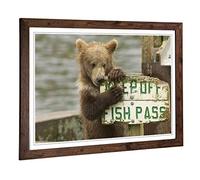 Big Box Art Framed Print of Brown Bear Cub Design | Wall Art Picture | Home Decor for Kitchen, Living, Dining Room, Lounge, Bedroom, Hallway, Office, Walnut, A2 / 24.5x18 Inch / 62x45cm