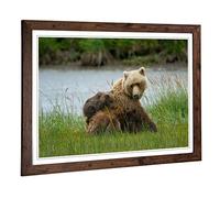 Big Box Art Framed Print of Brown Bear with Cubs (1) Design | Wall Art Picture | Home Decor for Kitchen, Living, Dining Room, Bedroom, Hallway, Office, Walnut, A2 / 24.5x18 Inch / 62x45cm