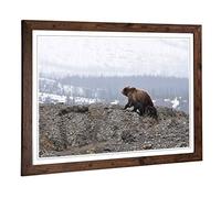 Big Box Art Framed Print of Brown Bear with Cubs (2) Design | Wall Art Picture | Home Decor for Kitchen, Living, Dining Room, Bedroom, Hallway, Office, Walnut, A2 / 24.5x18 Inch / 62x45cm
