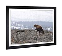 Big Box Art Framed Print of Brown Bear with Cubs (2) Design | Wall Art Picture | Home Decor for Kitchen, Living, Dining Room, Bedroom, Hallway, Office, Black, A2 / 24.5x18 Inch / 62x45cm