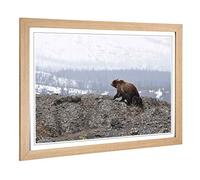 Big Box Art Framed Print of Brown Bear with Cubs (2) Design | Wall Art Picture | Home Decor for Kitchen, Living, Dining Room, Bedroom, Hallway, Office, Oak, A2 / 24.5x18 Inch / 62x45cm