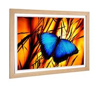 Big Box Art Framed Print of Butterfly 6 Design | Wall Art Picture | Home Decor for Kitchen, Living, Dining Room, Lounge, Bedroom, Hallway, Office, Oak, A2 / 24.5x18 Inch / 62x45cm