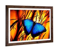 Big Box Art Framed Print of Butterfly 6 Design | Wall Art Picture | Home Decor for Kitchen, Living, Dining Room, Lounge, Bedroom, Hallway, Office, Walnut, A2 / 24.5x18 Inch / 62x45cm