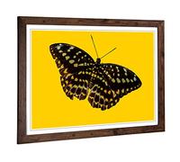 Big Box Art Framed Print of Butterfly 7 Design | Wall Art Picture | Home Decor for Kitchen, Living, Dining Room, Lounge, Bedroom, Hallway, Office, Walnut, A2 / 24.5x18 Inch / 62x45cm