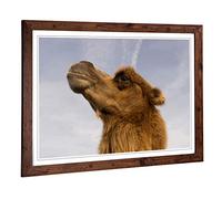 Big Box Art Framed Print of Camel 3 Design | Wall Art Picture | Home Decor for Kitchen, Living, Dining Room, Lounge, Bedroom, Hallway, Office, Walnut, A2 / 24.5x18 Inch / 62x45cm