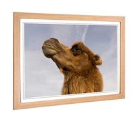 Big Box Art Framed Print of Camel 3 Design | Wall Art Picture | Home Decor for Kitchen, Living, Dining Room, Lounge, Bedroom, Hallway, Office, Oak, A2 / 24.5x18 Inch / 62x45cm