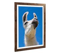 Big Box Art Framed Print of Camel Design | Wall Art Picture | Home Decor for Kitchen, Living, Dining Room, Lounge, Bedroom, Hallway, Office, Walnut, A2 / 24.5x18 Inch / 62x45cm