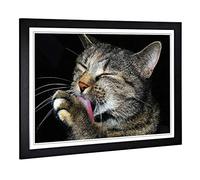 Big Box Art Framed Print of Cat Licking its Paw Design | Wall Art Picture | Home Decor for Kitchen, Living, Dining Room, Lounge, Bedroom, Hallway, Office, Black, A2 / 24.5x18 Inch / 62x45cm