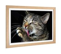 Big Box Art Framed Print of Cat Licking its Paw Design | Wall Art Picture | Home Decor for Kitchen, Living, Dining Room, Lounge, Bedroom, Hallway, Office, Oak, A2 / 24.5x18 Inch / 62x45cm