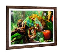 Big Box Art Framed Print of Chameleon Lizard (2) Design | Wall Art Picture | Home Decor for Kitchen, Living, Dining Room, Lounge, Bedroom, Hallway, Office, Walnut, A2 / 24.5x18 Inch / 62x45cm