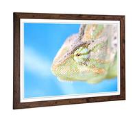 Big Box Art Framed Print of Chameleon Lizard Reptile (1) Design | Wall Art Picture | Home Decor for Kitchen, Living, Dining Room, Bedroom, Hallway, Office, Walnut, A2 / 24.5x18 Inch / 62x45cm