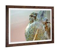 Big Box Art Framed Print of Chameleon Lizard Reptile (2) Design | Wall Art Picture | Home Decor for Kitchen, Living, Dining Room, Bedroom, Hallway, Office, Walnut, A2 / 24.5x18 Inch / 62x45cm