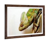 Big Box Art Framed Print of Chameleon Lizard Reptile (3) Design | Wall Art Picture | Home Decor for Kitchen, Living, Dining Room, Bedroom, Hallway, Office, Walnut, A2 / 24.5x18 Inch / 62x45cm