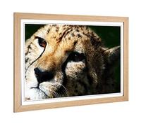 Big Box Art Framed Print of Cheetah 6 Design | Wall Art Picture | Home Decor for Kitchen, Living, Dining Room, Lounge, Bedroom, Hallway, Office, Oak, A2 / 24.5x18 Inch / 62x45cm